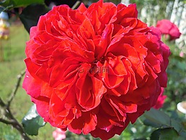 rose,玫瑰花,紅色
