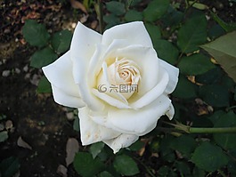 白色,玫瑰,rose