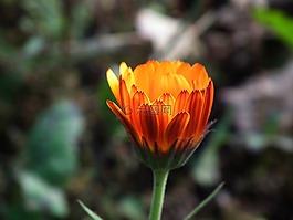 花卉,橙色,明亮