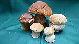 加尔布雷思 steinplize,牛肝菌,蘑菇