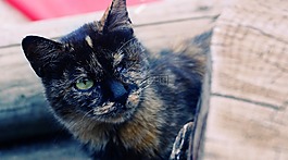 cat,nature,wood