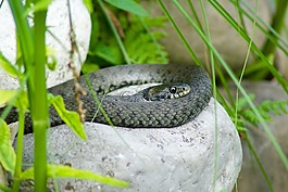 小毒蛇,蛇,性质