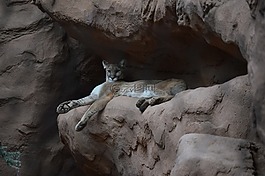 猫,美洲狮,野生动物