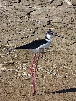 himantopus himantopus,黑色的翅高跷共同的,camallarga