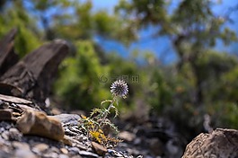 szamárkóró,植物,干厂