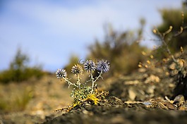 szamárkóró,植物,干厂