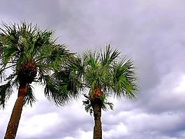 palmtree,天空,云