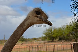南非,斯特劳斯,农场