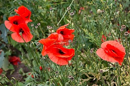 罂粟,klatschmohn,罂粟胶囊