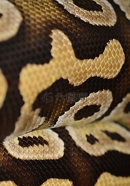 规模,爬行动物,饲养站