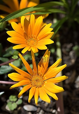 花,橙,橙花