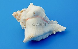 蜗牛,传染,陆战队