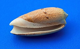 蜗牛,传染,陆战队