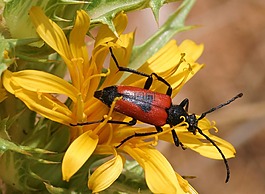 leptura cordigera,昆虫,灌木丛