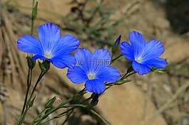 亚麻 narbonense,灌木丛,鲜花