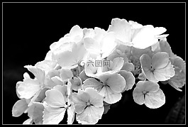 八仙花,花,鲜花