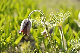 鲜花,做 mi 花,春天的花朵