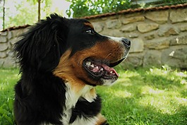 伯恩山犬,狗,大