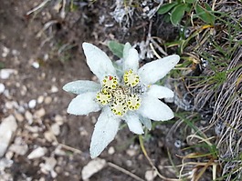 雪绒花,花,gnafalio