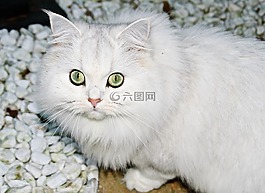 猫,莱比锡,白