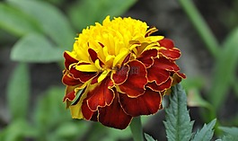 香石竹,厂,花