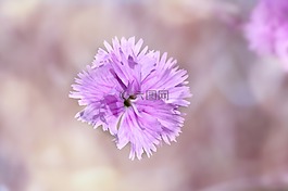香石竹,花,开花