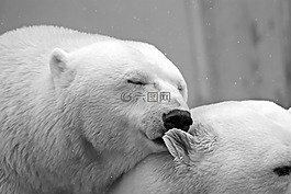 白熊,北极熊,熊