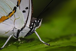 昆虫,在线上的中国-英语字典,黄蛱蝶科