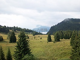 山,冷杉,景观