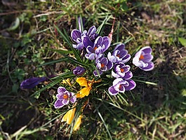 藏红花,鲜花,frühlingsblüher