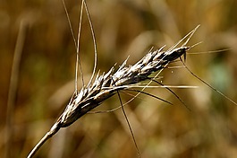 谷物,粮食,食品