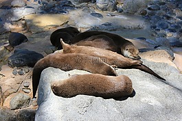 水獭,动物,nap