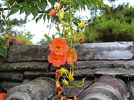 鲜花,韩屋,屋面瓦