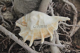 海螺,软体动物门,外壳