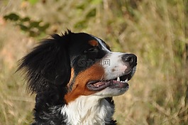 伯恩山犬,狗,童