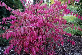 矛alatus,euonymos,秋天的落叶
