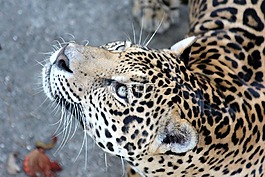 美洲虎,野猫,掠夺性的猫