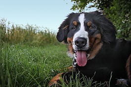 bernese 山狗,狗,山狗