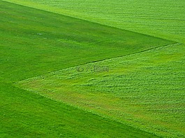 草地,绿色,草