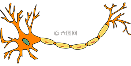 神经元,神经细胞,轴突