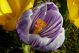 藏红花,春天的预兆,春天