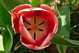 郁金香,花,春天的预兆