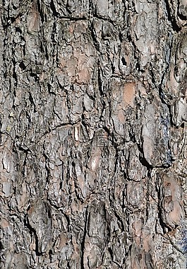 树,纹理,树木免费可商用树,纹理,粮食免费可商用摘要,纹理,树免费可