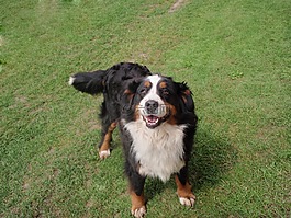 狗,bernese 山狗,山狗