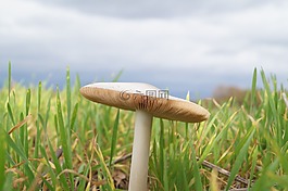 蘑菇,层状,草