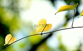 叶子,绿色,绿叶