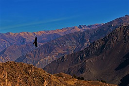 秃鹰,科尔卡大峡谷,秘鲁