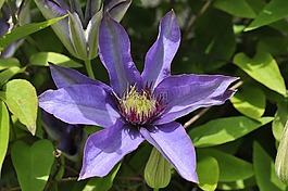 铁线莲,花,开花