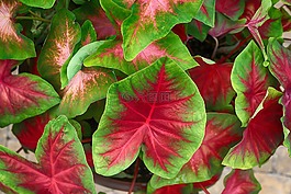 花叶芋,红色,绿色