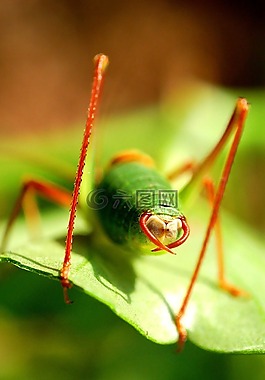 bug,动物,动物区系